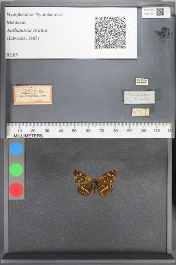 Media type: image;   Entomology 91431